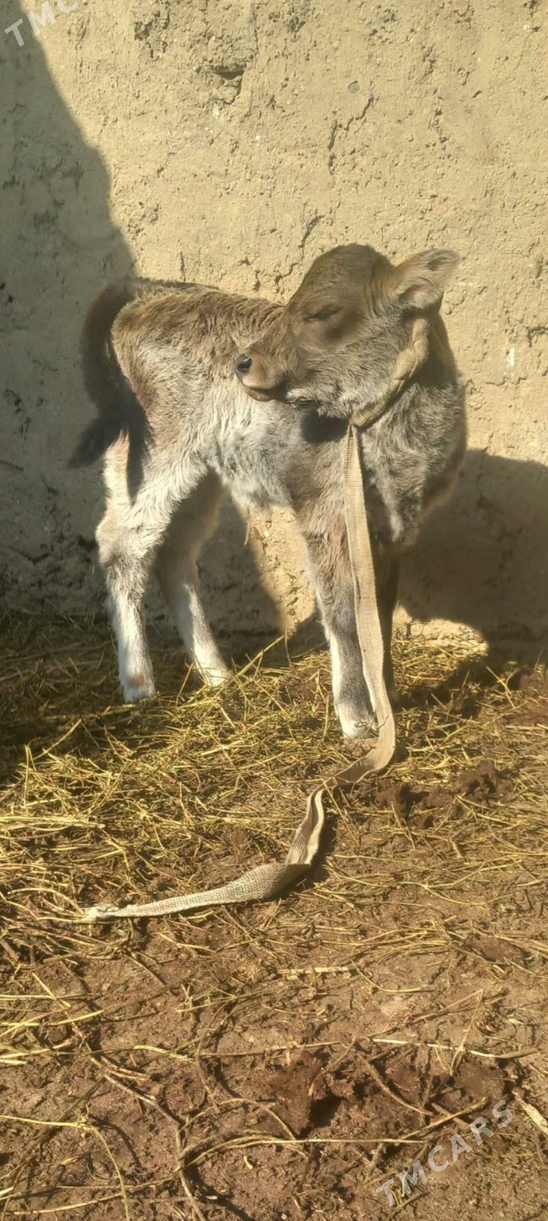 goleli sygyr - Балканабат - img 3