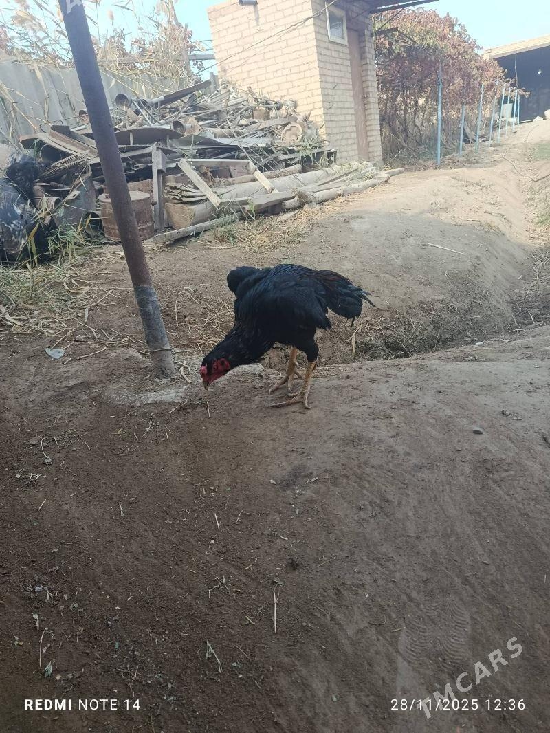 ŞİR ÖZBEK - Туркменабат - img 2