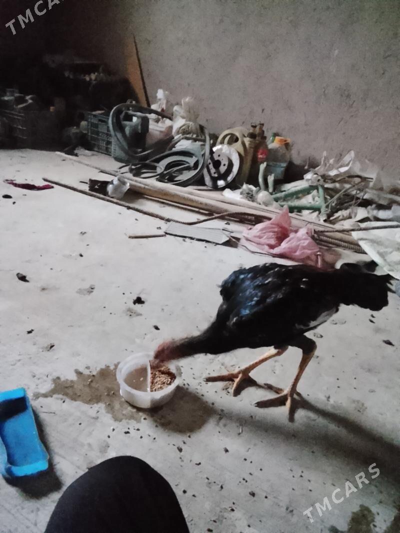 jüje - Болдумсаз - img 3