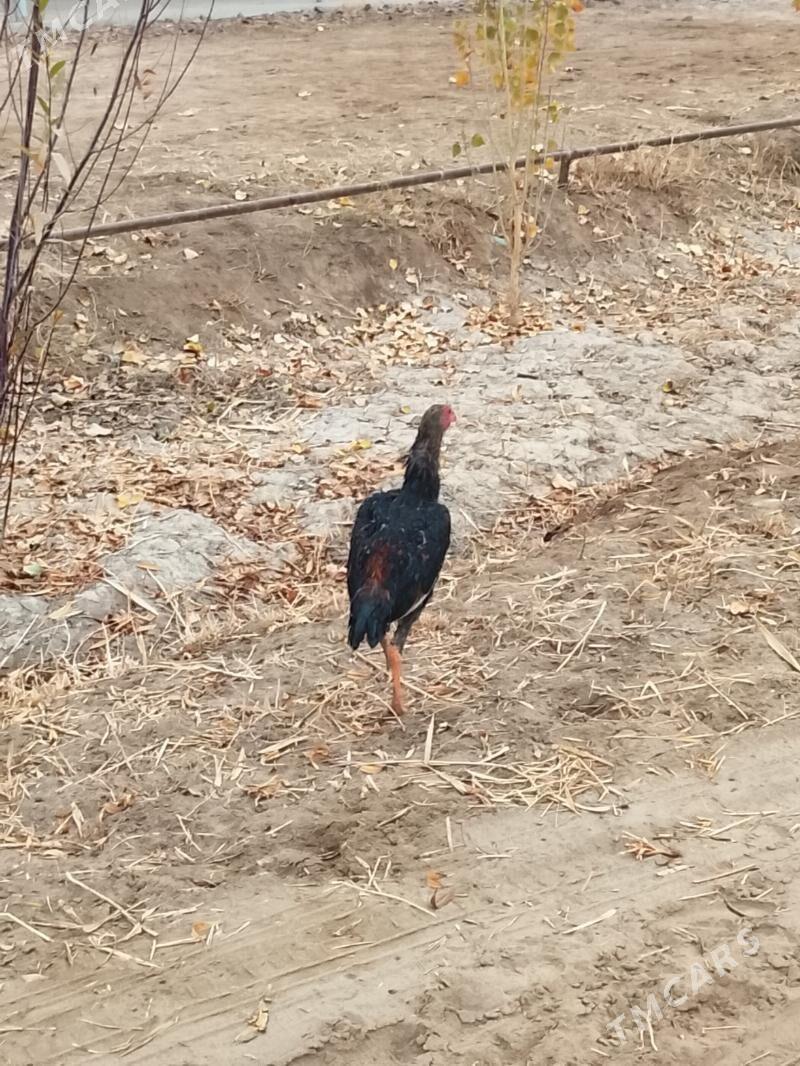 jüje - Болдумсаз - img 2