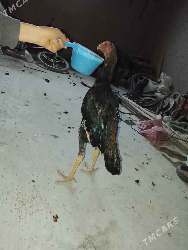 jüje - Болдумсаз - img 1