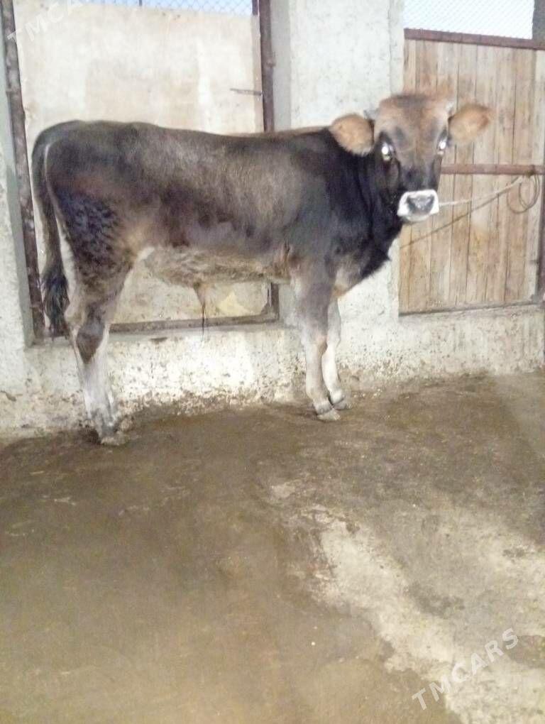 okiz - Gyzylarbat - img 6