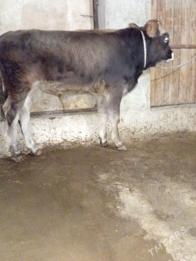 okiz - Gyzylarbat - img 5