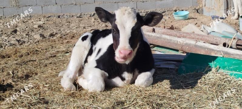 Täze Guzlan Gölely sygyr - Бахарден - img 2