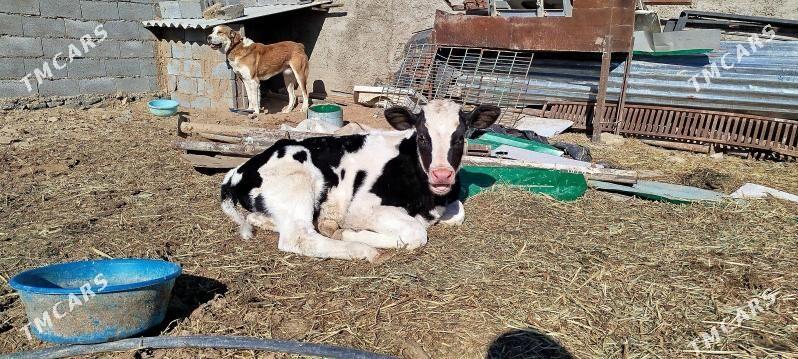 Täze Guzlan Gölely sygyr - Бахарден - img 10