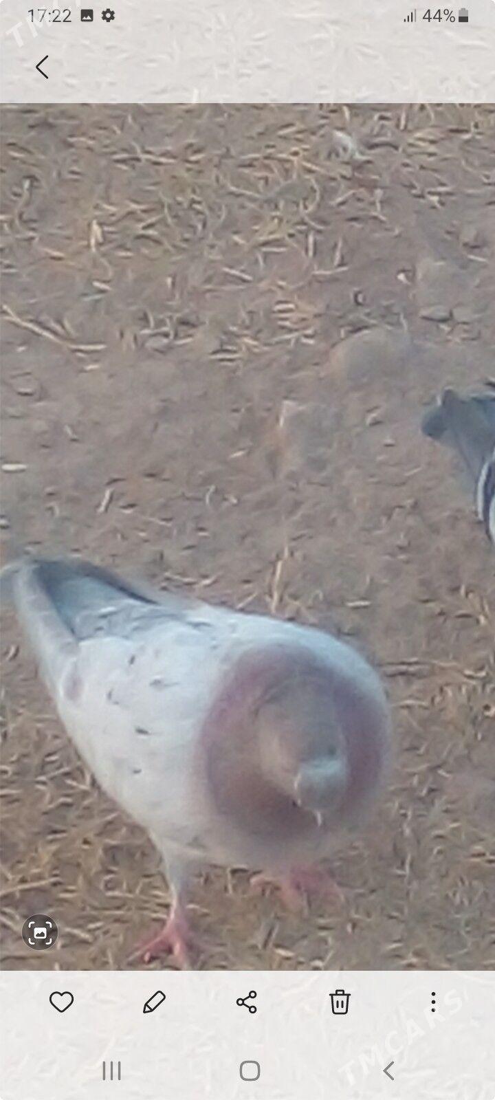 Kepderi - Теджен - img 2