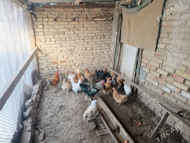 towuklar - Туркменабат - img 2