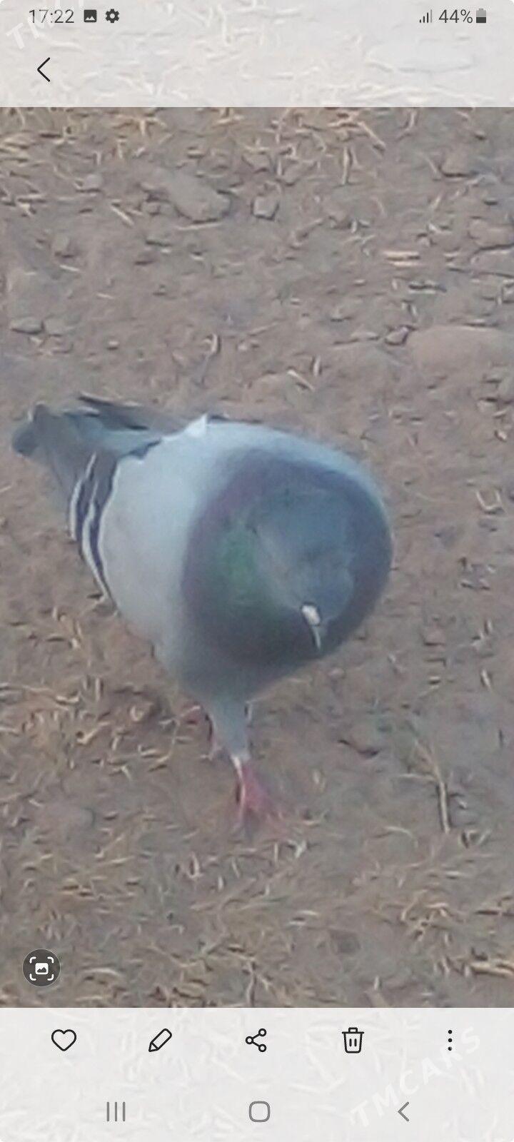 Kepderi - Теджен - img 3