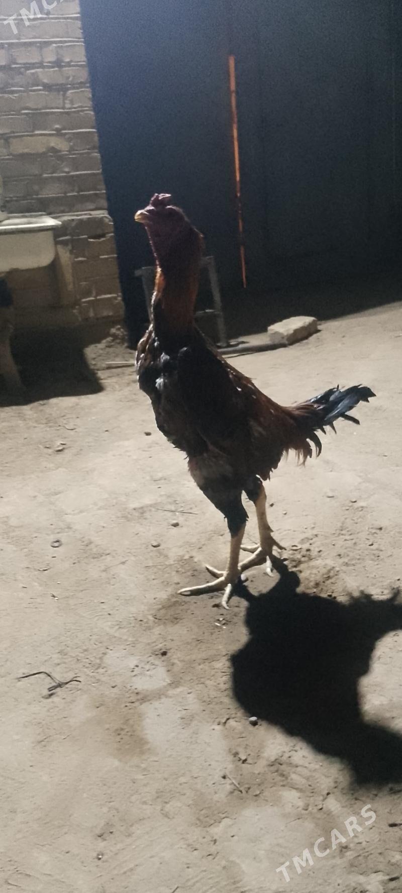 horaz - Векильбазар - img 1