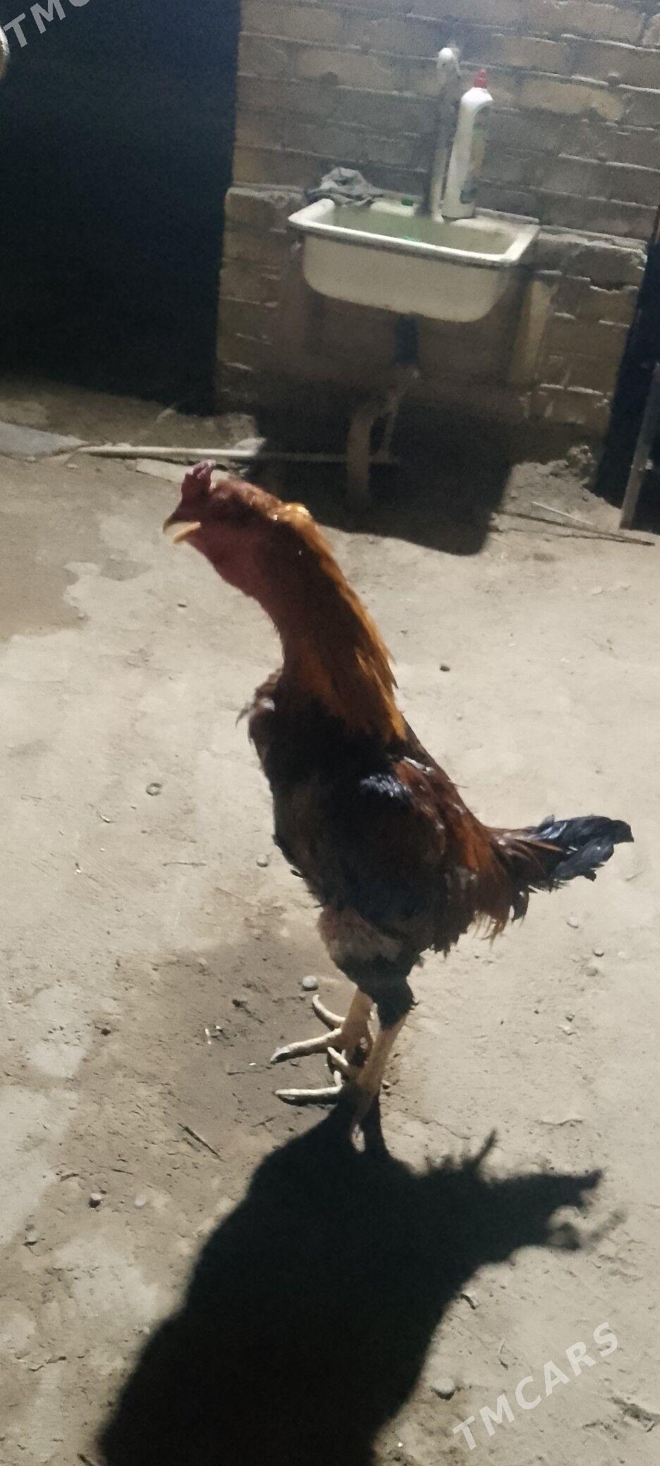 horaz - Векильбазар - img 2