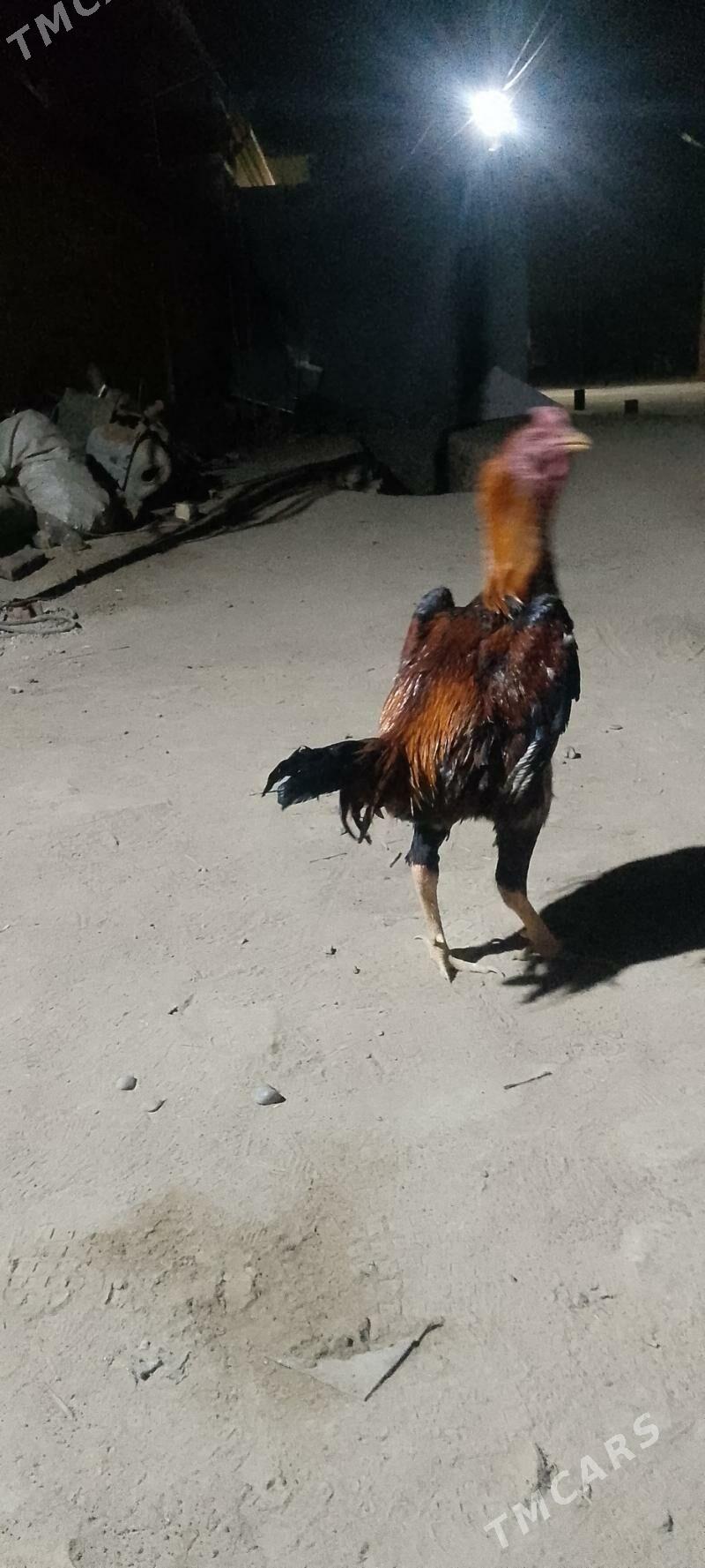 horaz - Векильбазар - img 4