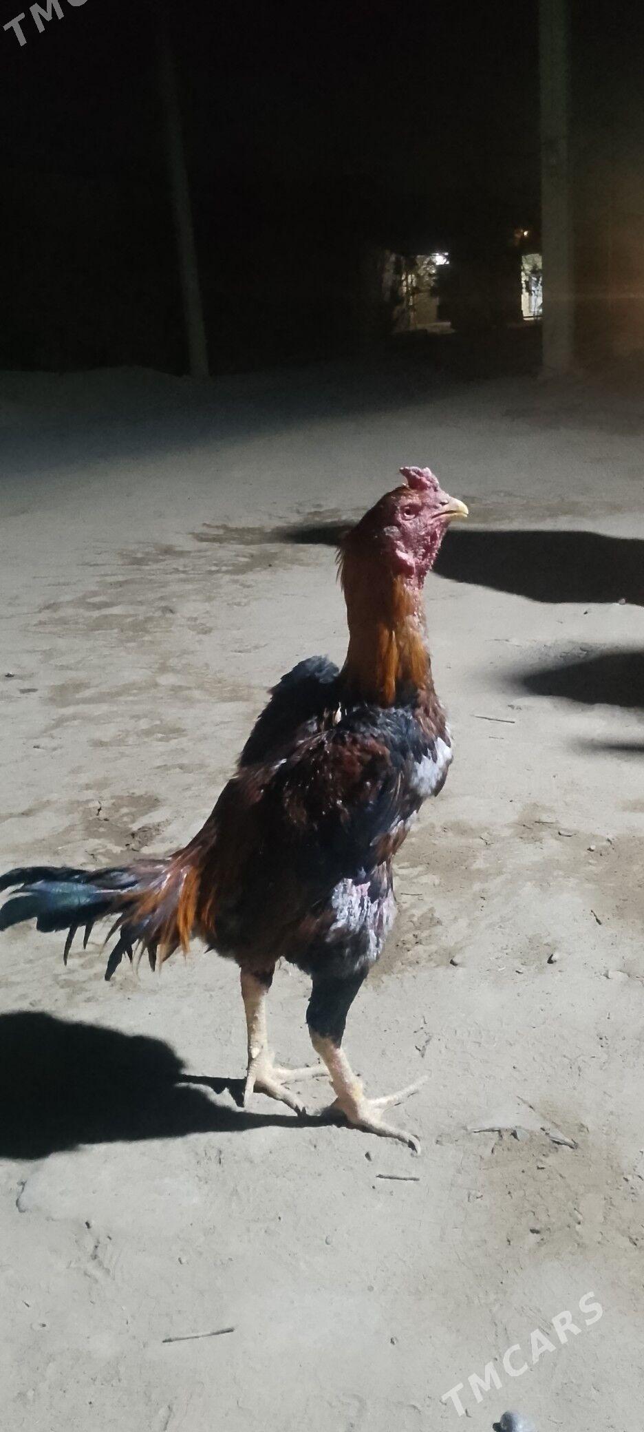 horaz - Векильбазар - img 3