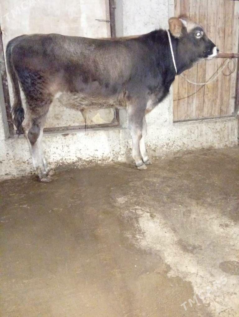 okiz - Gyzylarbat - img 3