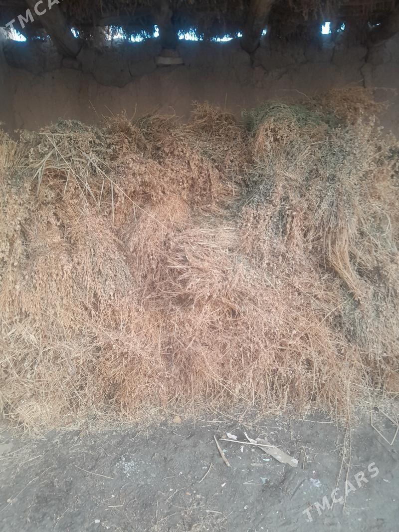 öt.yorynja - Дашогуз - img 1