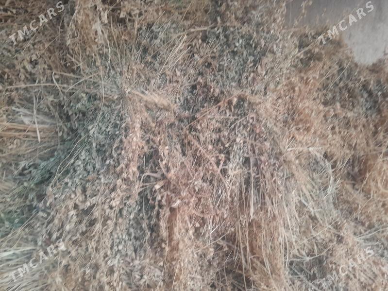 öt.yorynja - Дашогуз - img 2