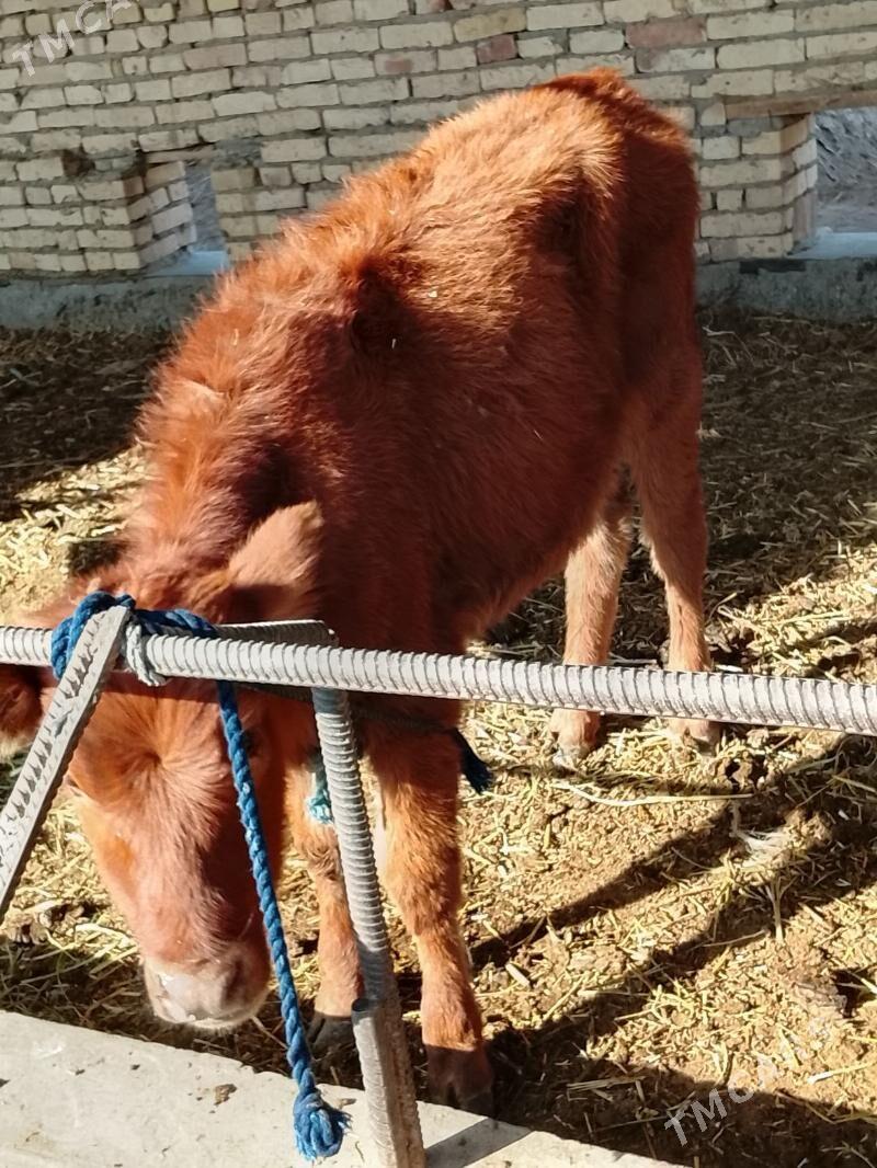 hojekler - Dänew - img 1