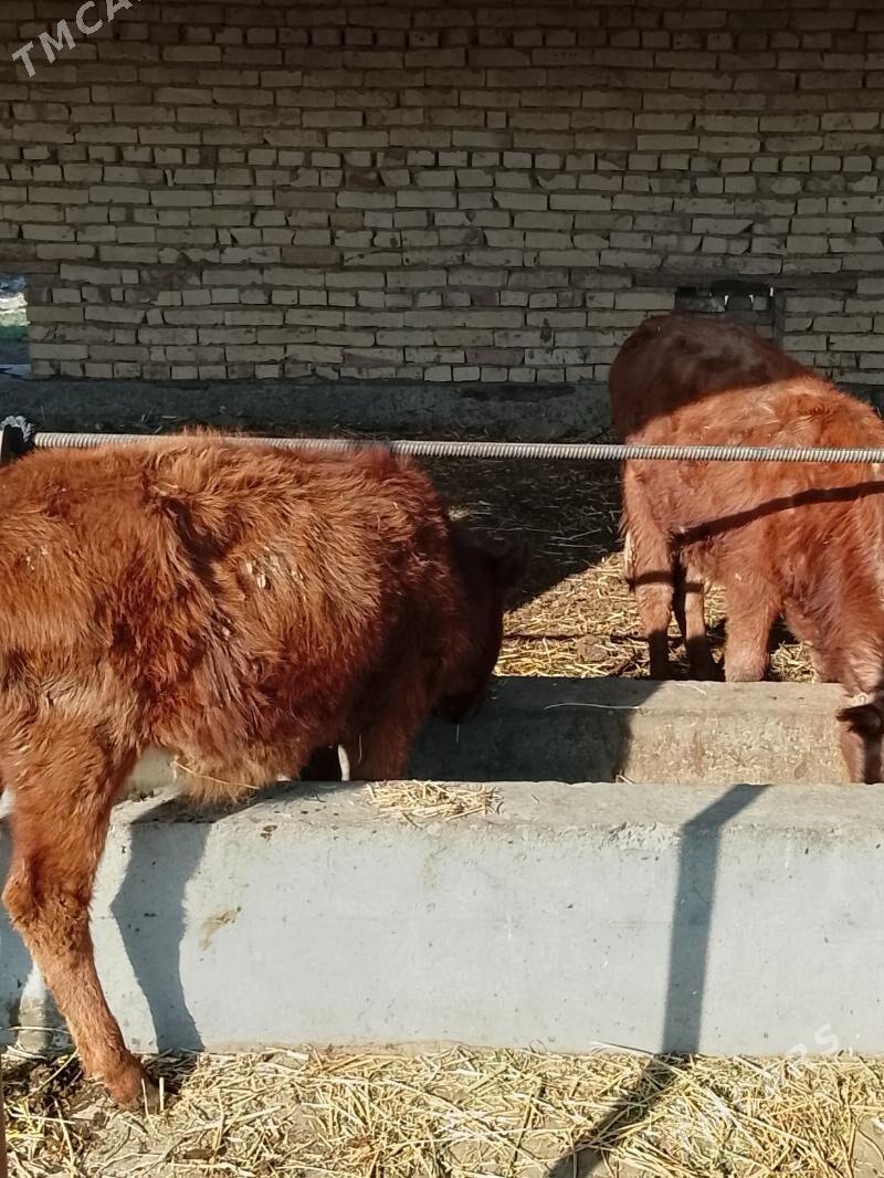 hojekler - Dänew - img 4