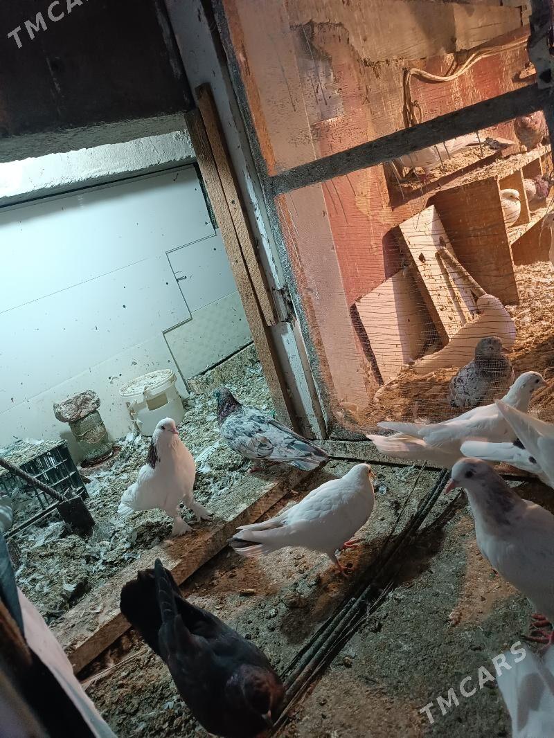 Kepderi - Aşgabat - img 4