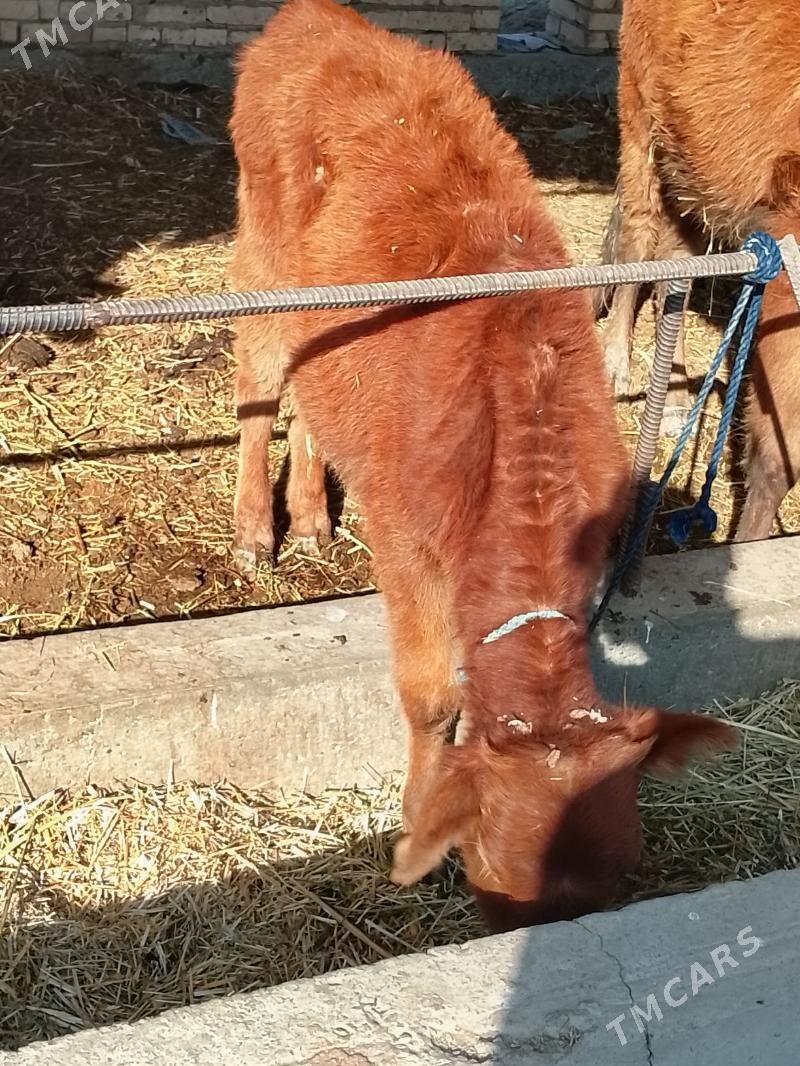 hojekler - Dänew - img 3