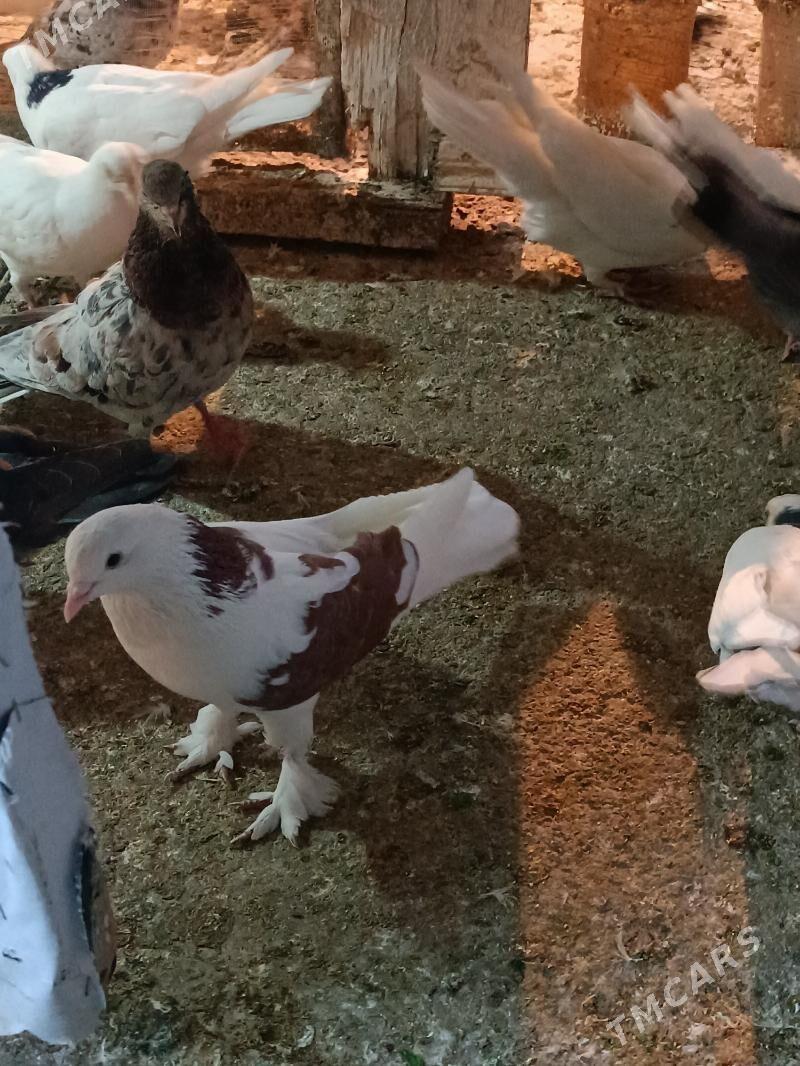 Kepderi - Aşgabat - img 2