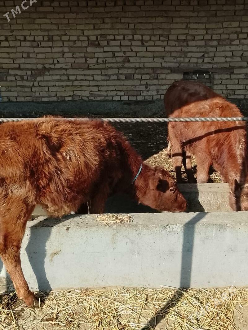 hojekler - Dänew - img 2