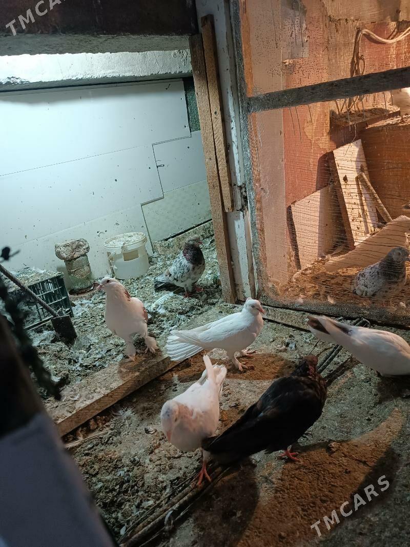 Kepderi - Aşgabat - img 3