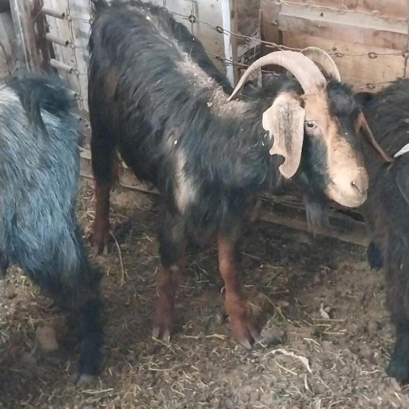 gysyr geci - Кëши - img 1