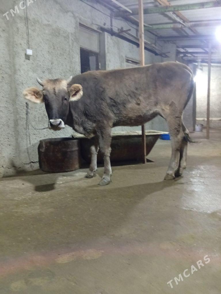 tuwe - Gyzylarbat - img 3