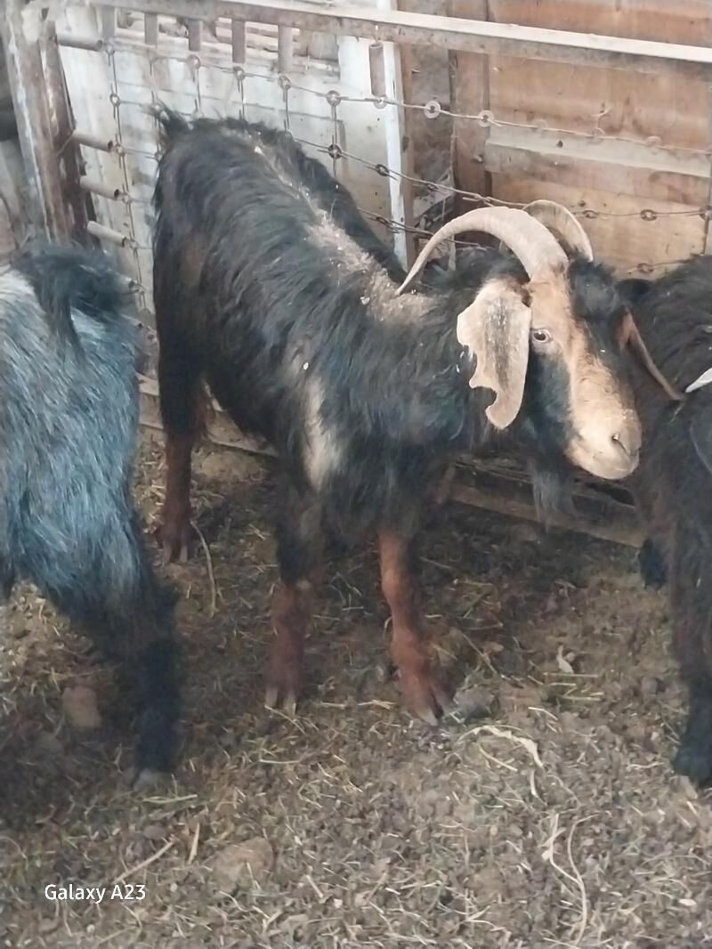 gysyr geci - Кëши - img 2