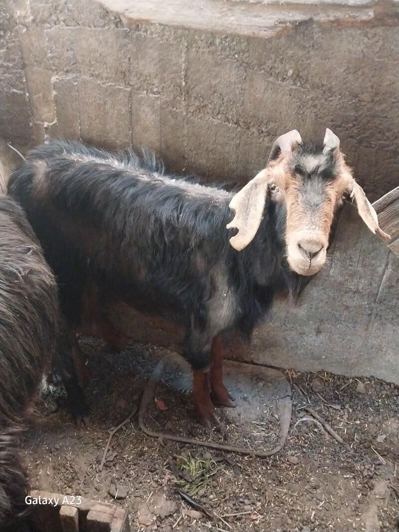 gysyr geci - Кëши - img 5