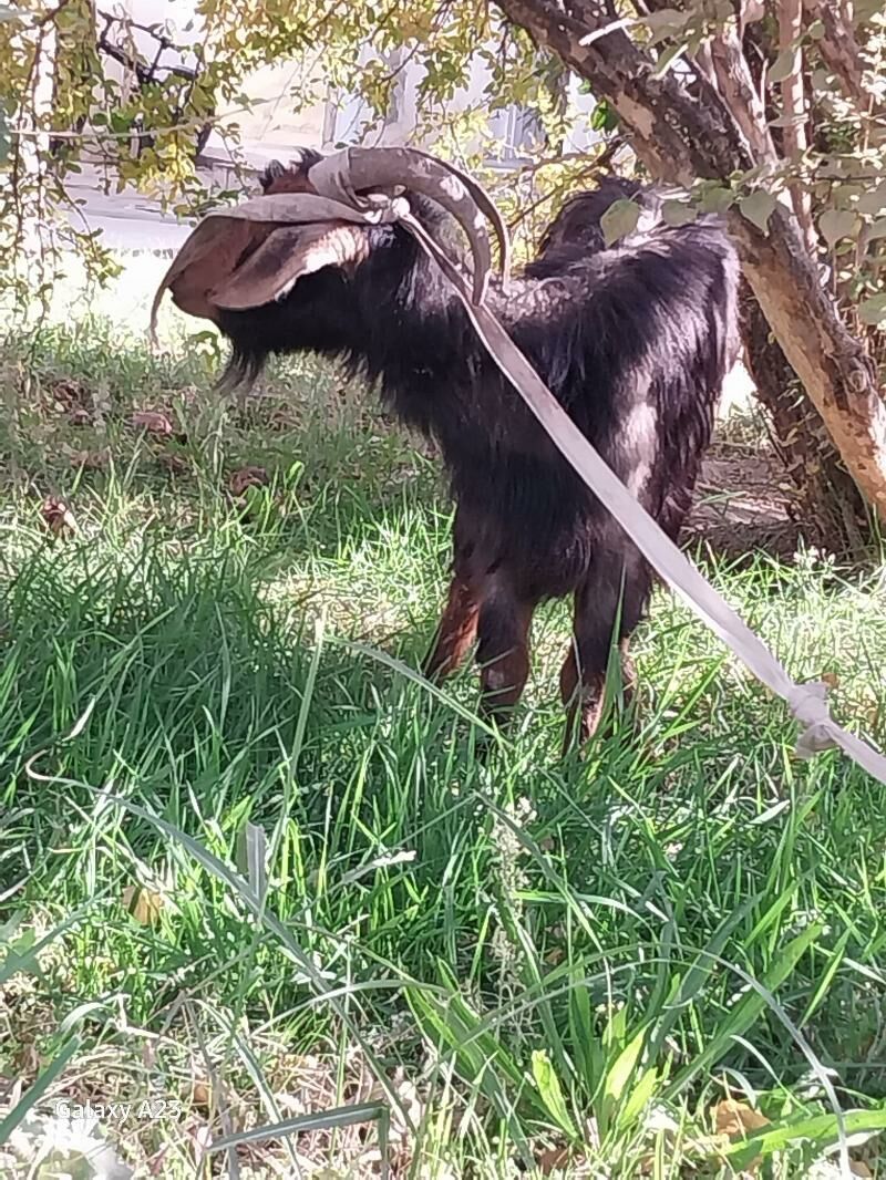 gysyr geci - Кëши - img 6