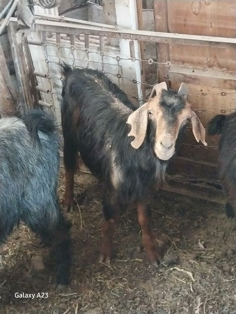 gysyr geci - Кëши - img 3