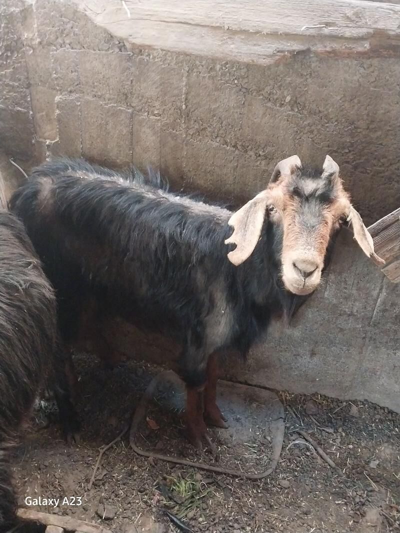 gysyr geci - Кëши - img 4