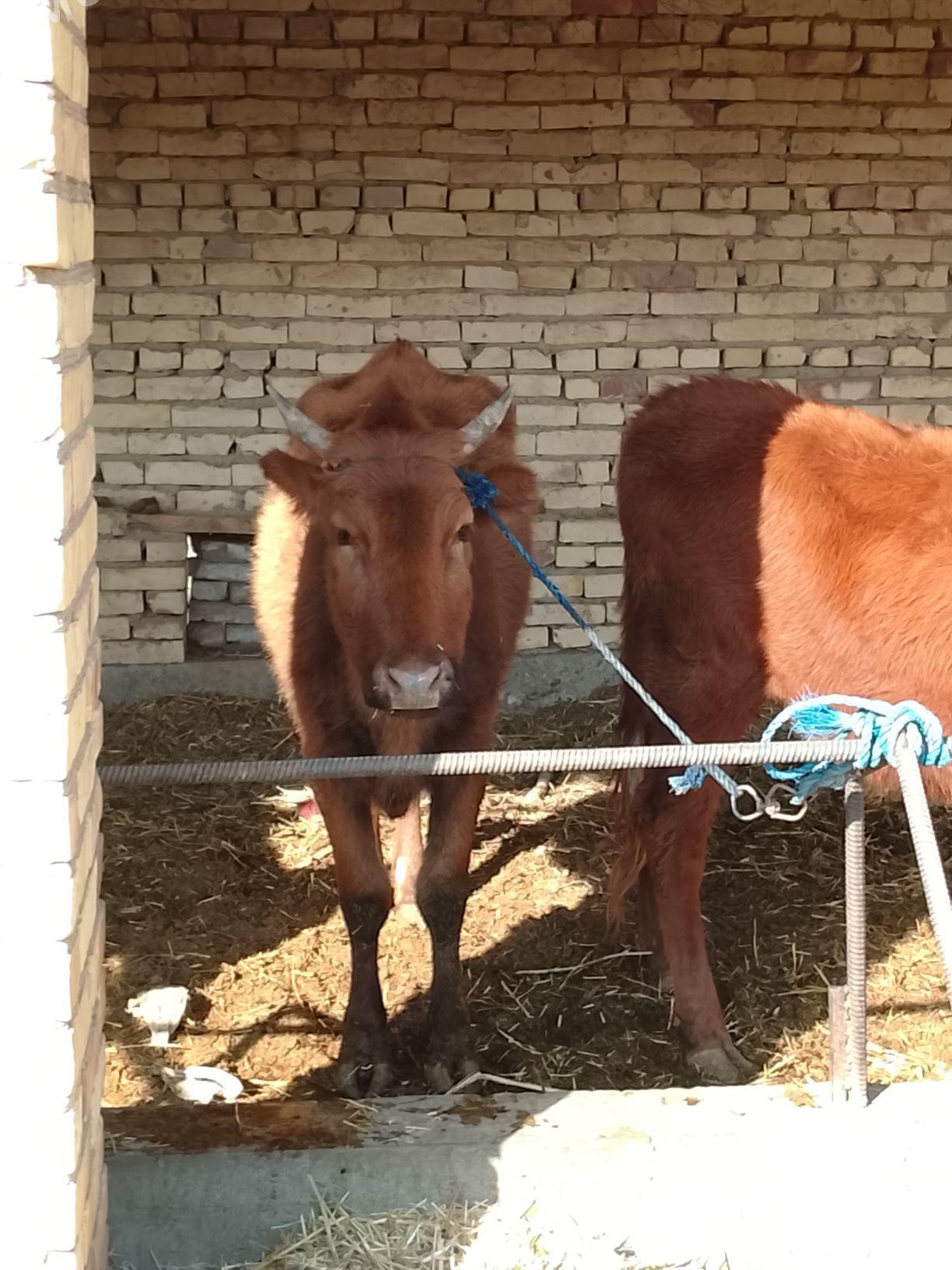 gysyr gunajynlar - Дянев - img 1