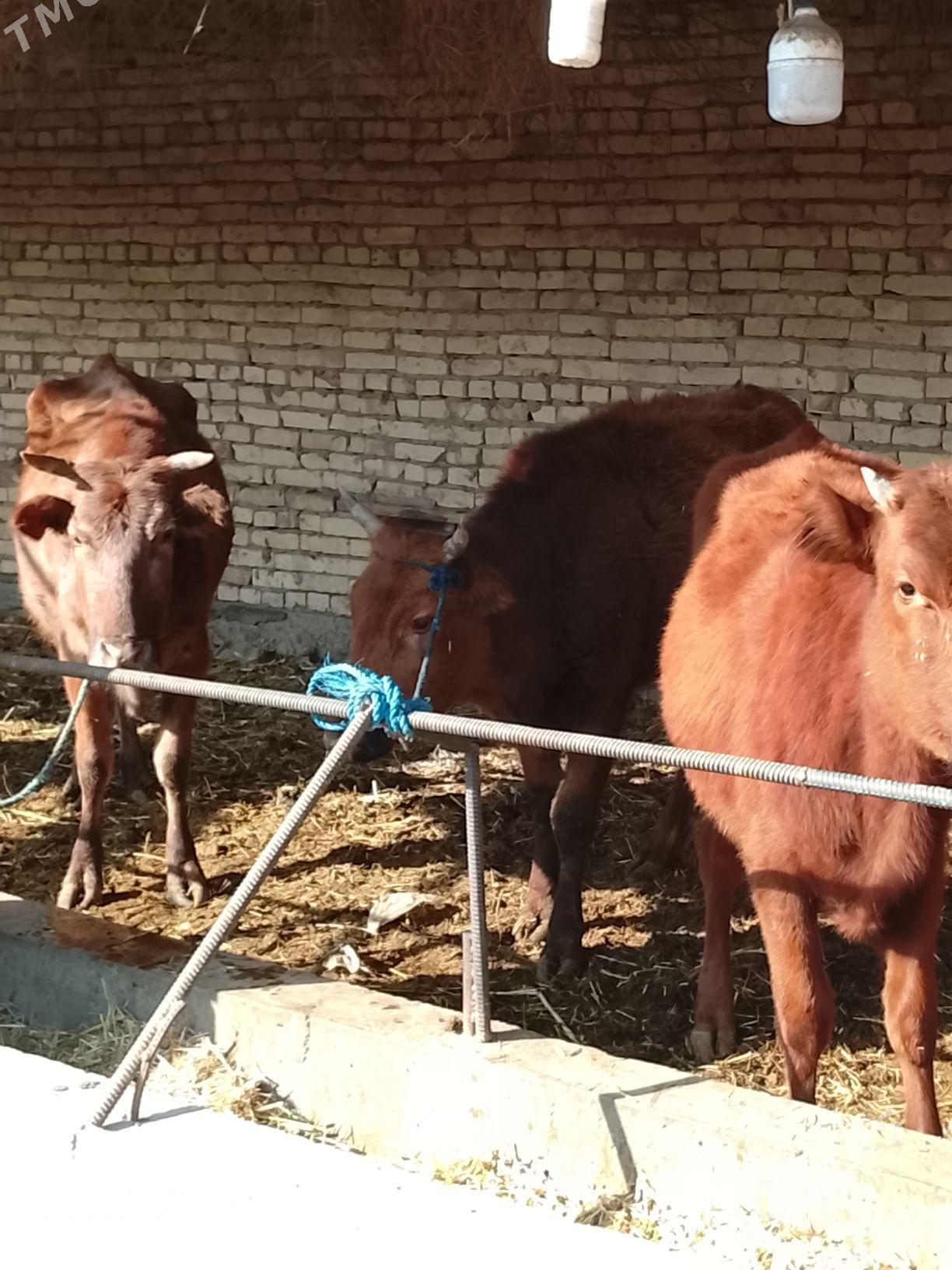 gysyr gunajynlar - Дянев - img 3