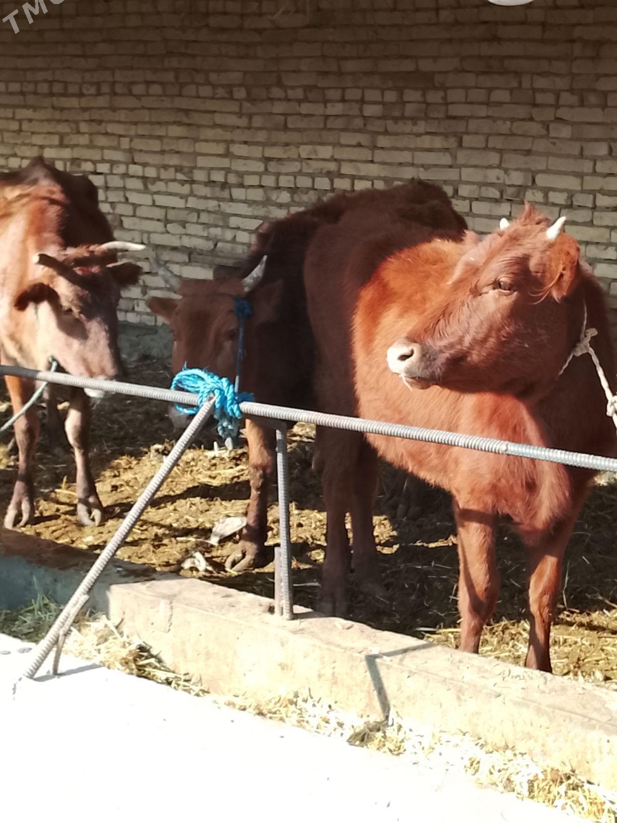 gysyr gunajynlar - Дянев - img 4