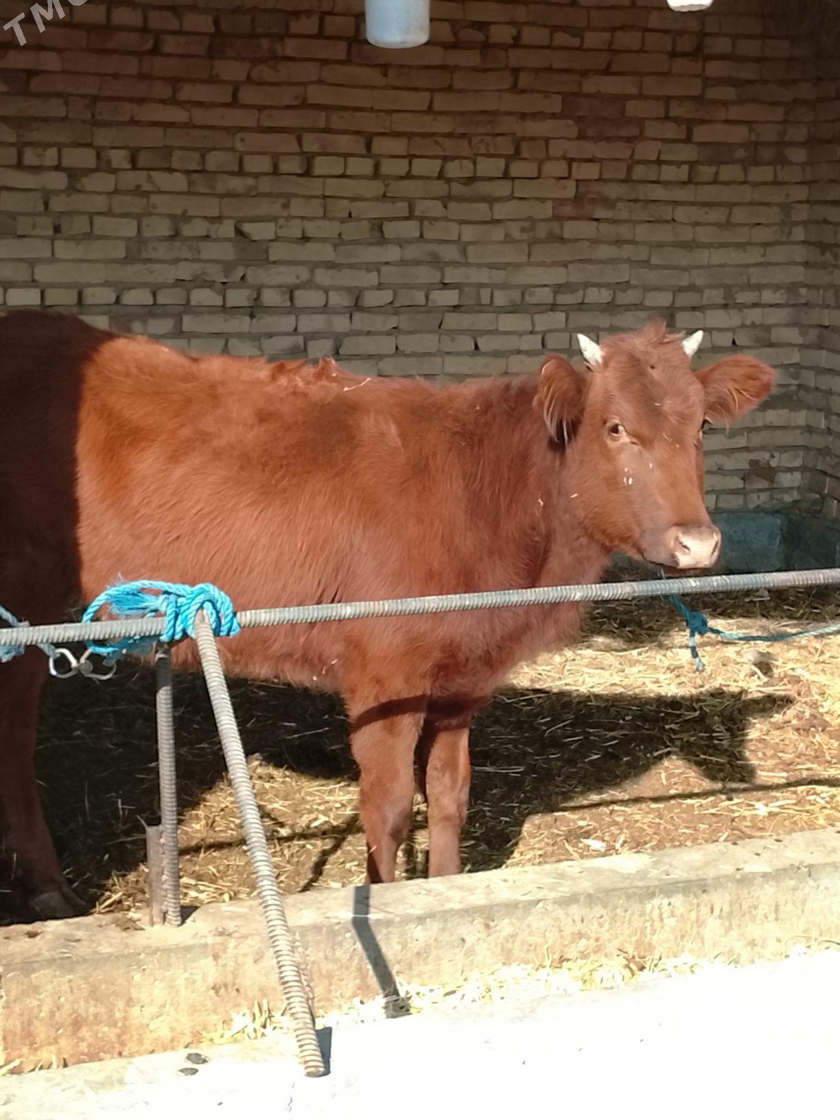 gysyr gunajynlar - Дянев - img 2