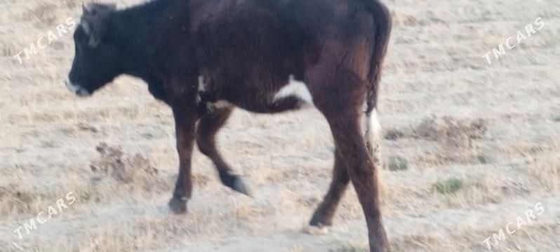 Gole. Tüwe - Gökdepe - img 6