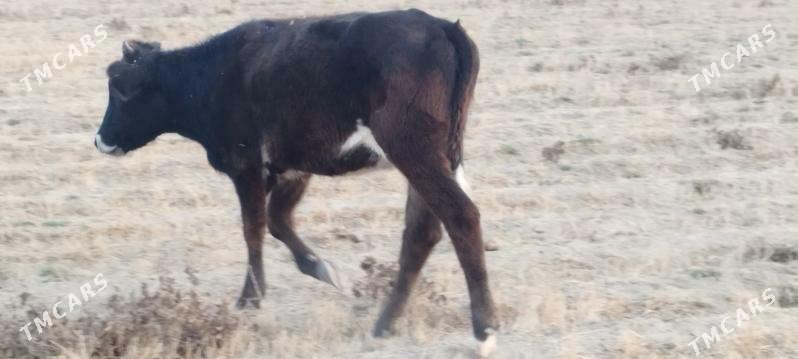 Gole. Tüwe - Gökdepe - img 5