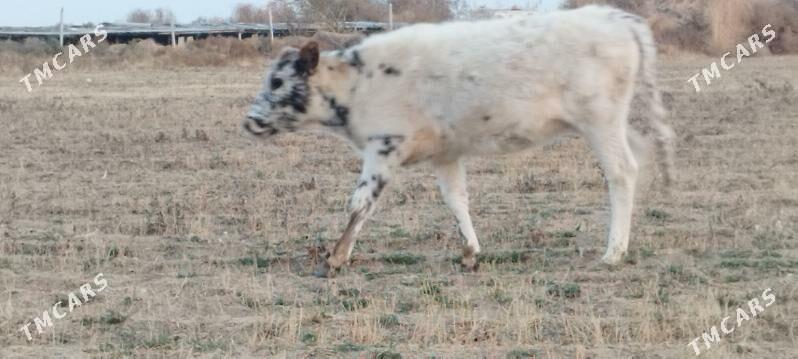 Gole. Tüwe - Gökdepe - img 3