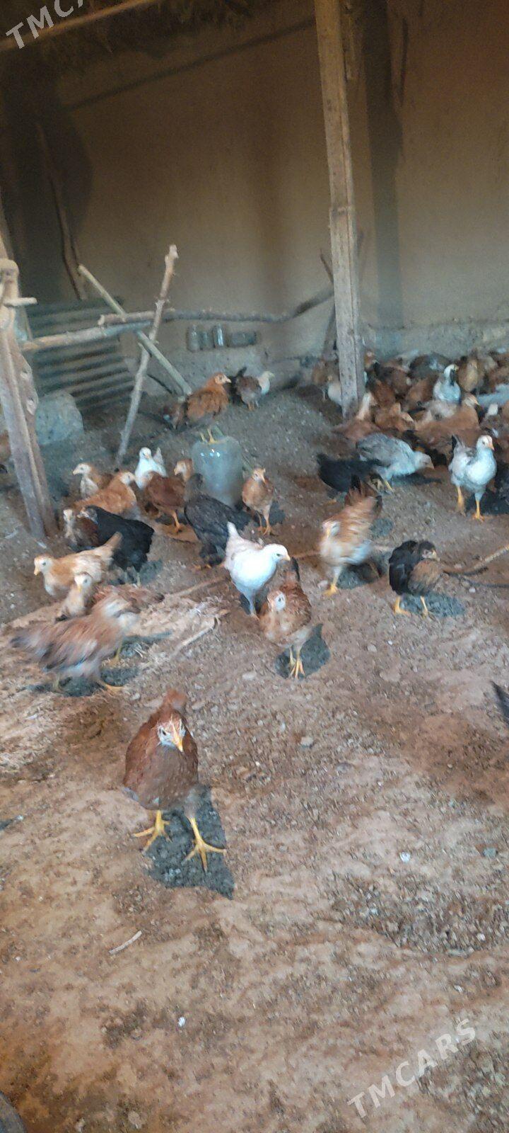 satlyk jüýje - Бабадайхан - img 3