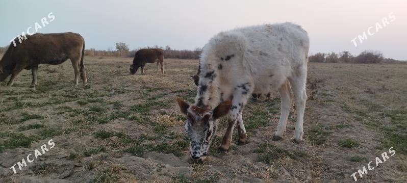 Gole. Tüwe - Gökdepe - img 1