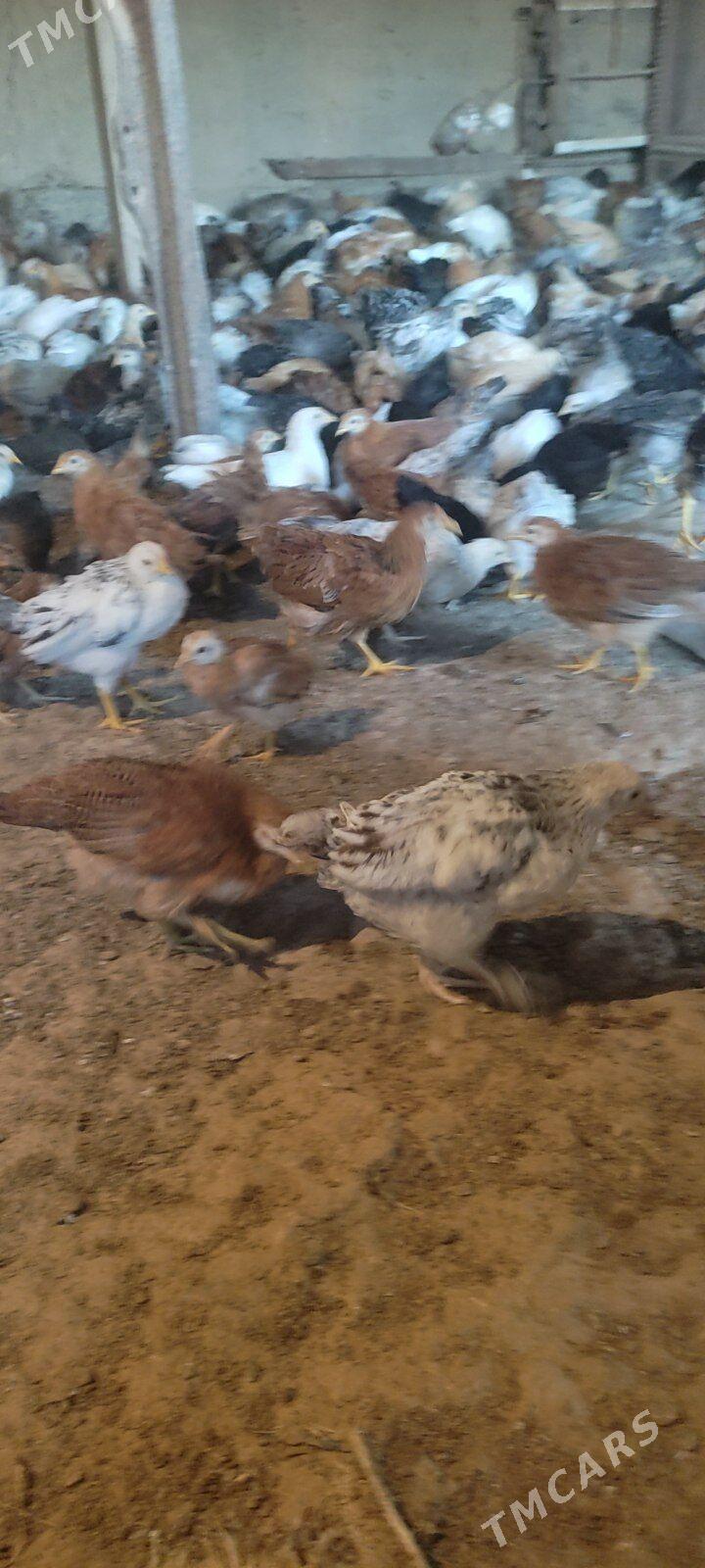 satlyk jüýje - Бабадайхан - img 2