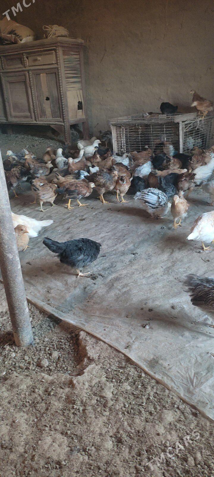 satlyk jüýje - Бабадайхан - img 6