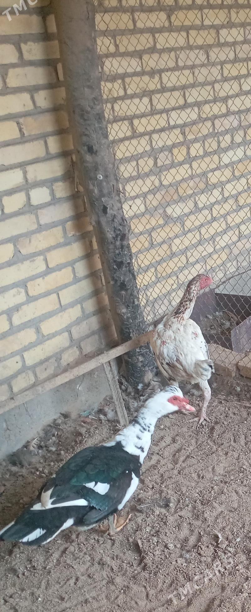 ýyl aşan erkek muskus ördek - Фарап - img 1