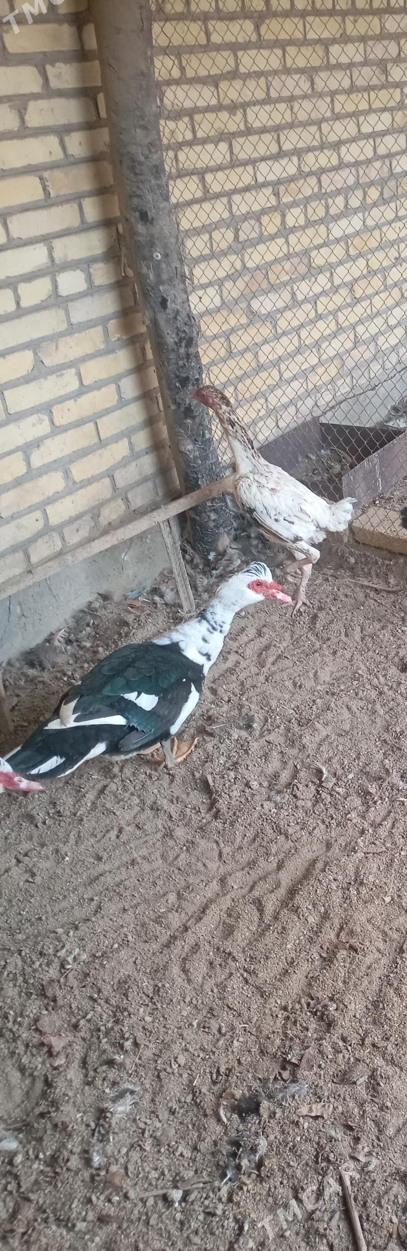 ýyl aşan erkek muskus ördek - Фарап - img 2