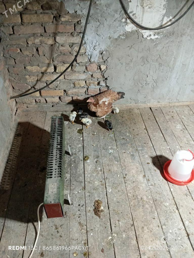 спалят с курицей бойцовский - Туркменабат - img 2