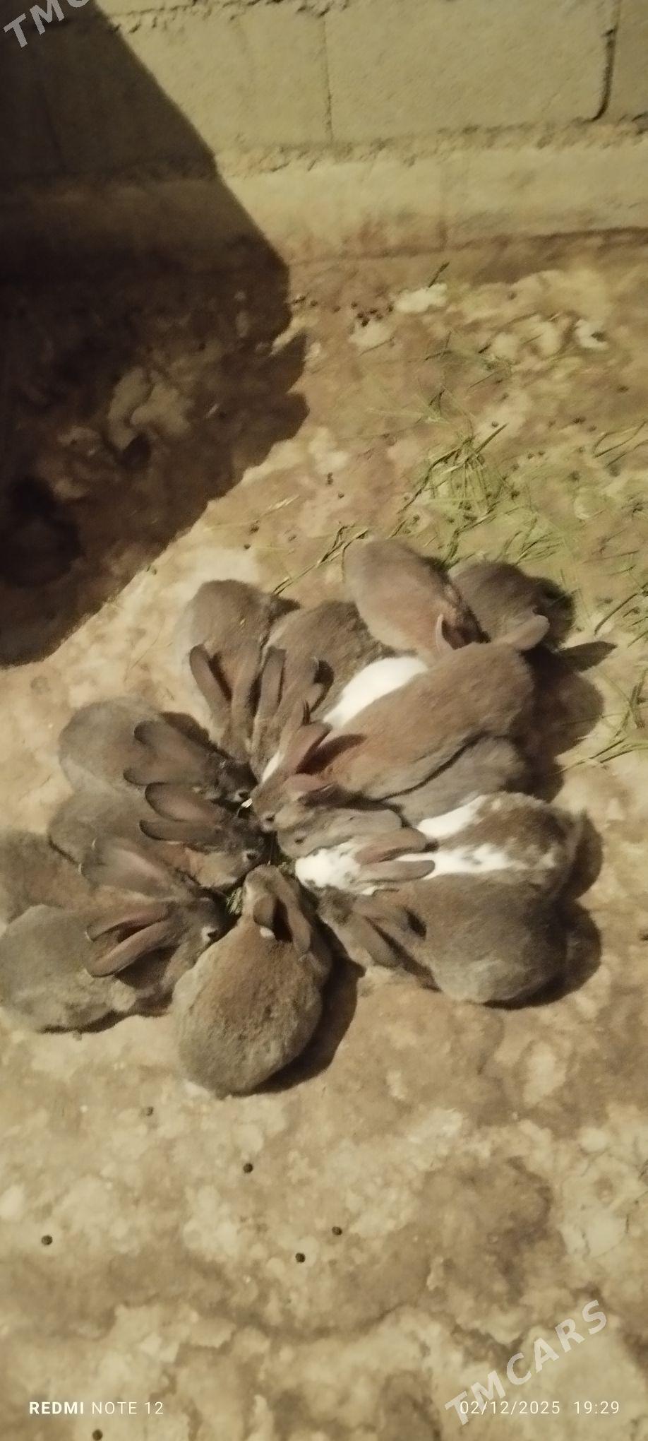 Towşan - Ашхабад - img 7