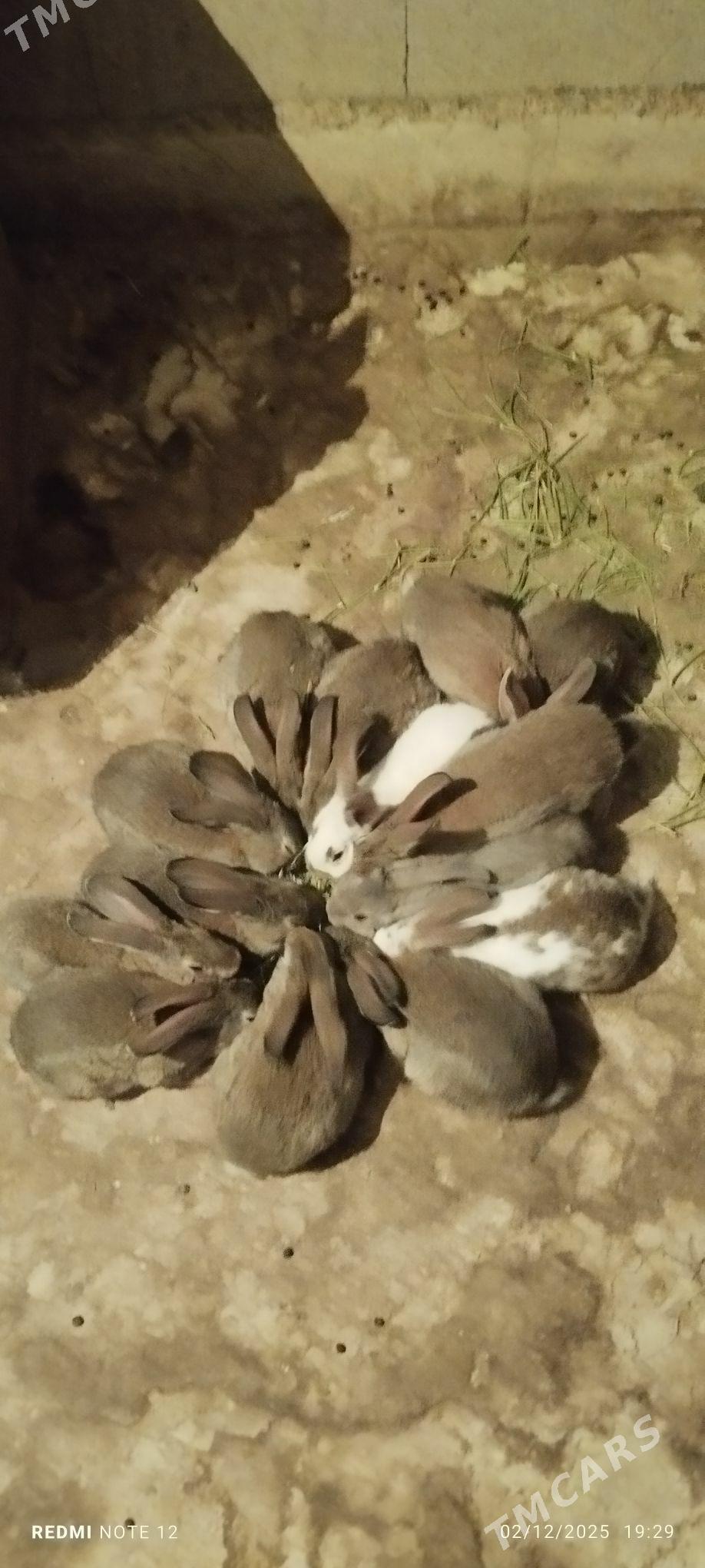 Towşan - Ашхабад - img 5