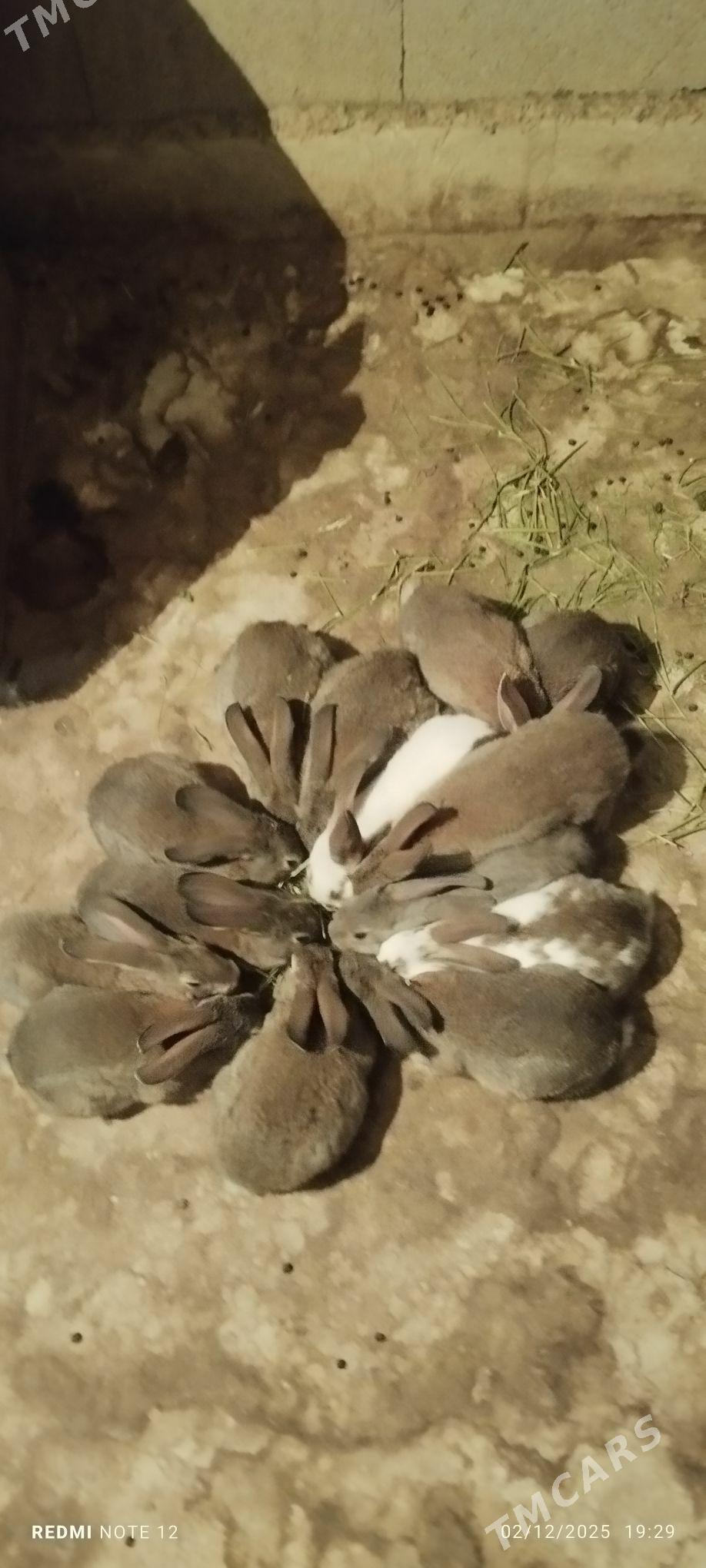 Towşan - Ашхабад - img 6